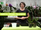 Comment rempoter un Phalaenopsis�?