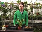 Comment rempoter les orchidées à pseudo-bulbes ?