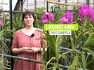 La vanda, une orchide  la floraison bleue spectaculaire