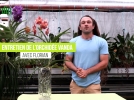 Toutes les astuces pour russir la culture d'une Vanda