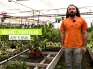 Le zygopetalum, une orchide dlicatement parfume