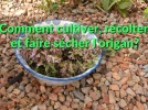 Comment cultiver, r�colter et faire s�cher l'origan commun�?