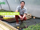 Comment semer et repiquer des palmiers?