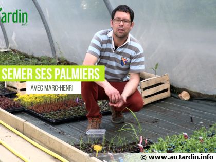 Comment semer et repiquer des palmiers�?