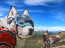 Partir en randonne avec son chien