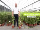 La passiflore incarnata, une grimpante rustique aux fruits comestibles