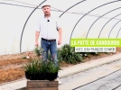 La patte de kangourou, une plante originale et trs dcorative