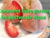 Comment faire germer des noyaux de pche de vigne ?