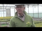 Andr Briant, une ppinire de jeunes plants