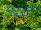 Comment et quand semer le persil et russir son semis  coup sr ?