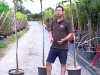3 petits arbres rsistants  la scheresse