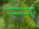 Comment semer et cultiver les petits pois ?