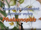 Quand et comment arroser un phalaenopsis ?