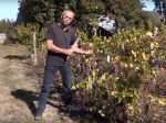 Plantation, entretien et conduite de la vigne