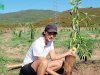 La plantation de l'avocatier en pleine terre