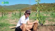 La plantation de l'avocatier en pleine terre