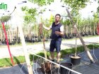 Comment planter un arbre conditionn en pot au jardin?
