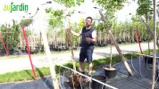 Comment planter un arbre conditionn en pot au jardin?