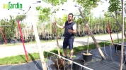 Comment planter un arbre conditionn� en pot au jardin�?
