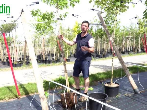 Comment planter un arbre conditionn en pot au jardin?