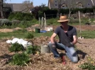 Comment planter les courgettes ?
