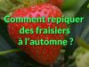 Comment bien planter les fraisiersen automne?