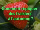 Comment bien planter les fraisiers�en automne�?