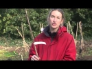 Planter un scion en racines nues