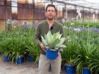 4 plantes de balcon r�sistantes � la s�cheresse : une s�lection "z�ro entretien"