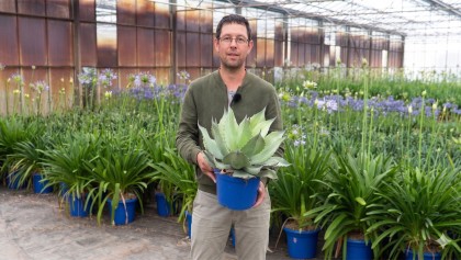 4 plantes de balcon r�sistantes � la s�cheresse : une s�lection "z�ro entretien"