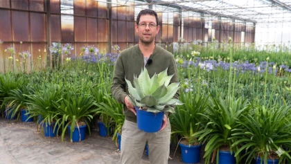 4 plantes de balcon r�sistantes � la s�cheresse : une s�lection "z�ro entretien"