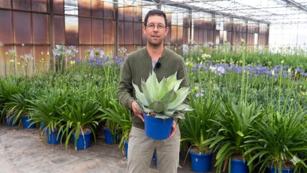 4 plantes de balcon r�sistantes � la s�cheresse : une s�lection "z�ro entretien"