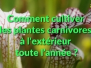 Des plantes carnivores dehors dans une mini tourbire en pot