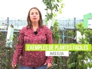 4 Plantes grimpantes faciles pour les dbutants