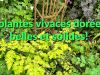 3 plantes vivaces dores fiables