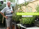Les plantes d'int�rieur utiles, pour la d�co, la cuisine, le soin ou le parfum