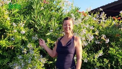 Le plumbago : la plante incontournable des jardins m�diterran�ens r�ussis