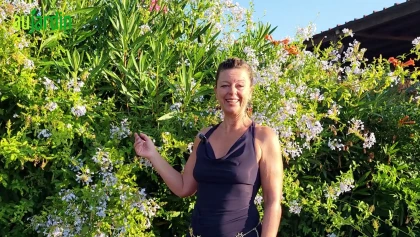 Le plumbago : la plante incontournable des jardins m�diterran�ens r�ussis