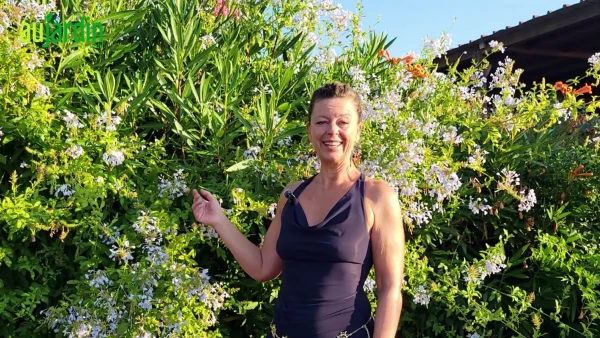 Le plumbago : la plante incontournable des jardins m�diterran�ens r�ussis