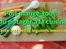 Les pois mange-tout, du potager � la cuisine