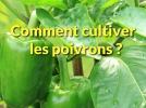 Comment repiquer et cultiver le poivron au potager?