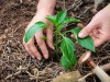 Comment repiquer et cultiver le poivron au potager�?