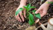 Comment repiquer et cultiver le poivron au potager�?