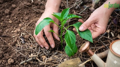 Comment repiquer et cultiver le poivron au potager�?