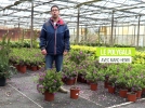 Le polygala, culture et entretien de cet arbuste  la floraison gnreuse