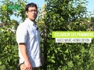 Pourquoi, quand et comment claircir ses pommiers?