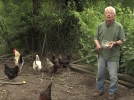Un poulailler au jardin