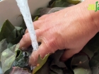 Prparer et cuisiner l'arroche des jardins, un pinard facile