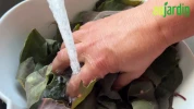 Pr�parer et cuisiner l'arroche des jardins, un �pinard facile