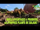 Produire ses plants de salade, quels bnfices pour le jardinier ?